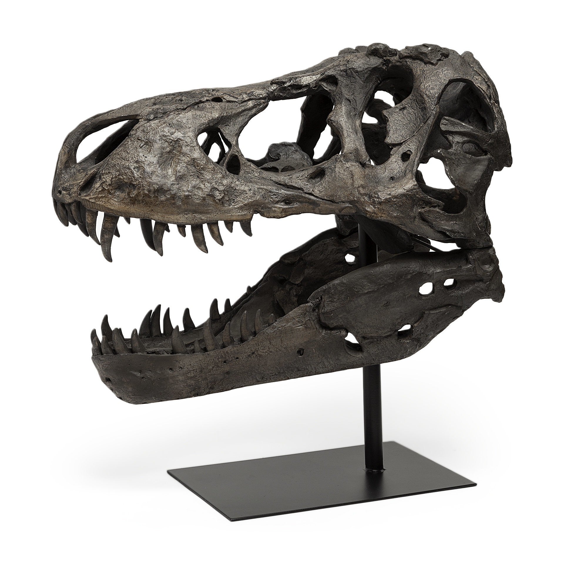 Replica T-Rex Skull Sculpture